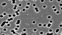 Membrana PCTE, policarbonato. GVS. Ø (mm): 47. Tamaño poro (µm): 20. Estéril: No. Cuadrícula: No. Color: Blanca
