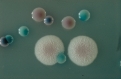 CHROMagar Candida. Medio de cultivo cromogénico para la detección y diferenciacion de varias especies de Candida.