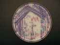 CHROMagar Salmonella Plus. Medio de cultivo cromogénico para la detección de Salmonella Lactosa positiva, Salmonella spp., S. typhi y S. paratyphi.