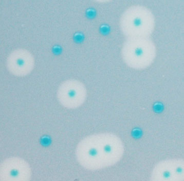 CHROMagar Listeria. Medio de cultivo cromogénico para la detección Listeria.