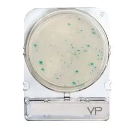 Compact Dry® VP (Vibrio parahaemolyticus)