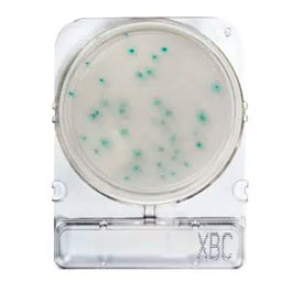 Compact Dry® X-BC (Bacillus cereus)