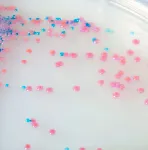 CHROMagar™ Staph aureus. Chromogenic medium for isolation and direct differentiation of Staphylococcus aureu