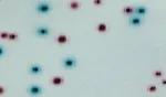 CHROMagar™ ECC. Chromogenic medium for detection and enumeration of ß-glucuronidase positive E.coli and coliforms in food and water samples.