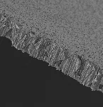 PCTE membrane, polycarbonate. GVS. Ø (mm): 47. Porus size (µm): 0,4. Sterile: No. Grid: No. Colour: Black