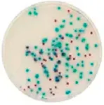 CHROMagar Pseudomonas. Chromogenic culture medium for the detection and enumeration of Pseudomonas.