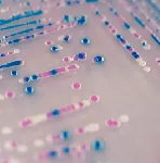 CHROMagar™ O157. Chromogenic medium for the selective isolation and differentiation of E. coli O157 in animal and food samples.