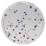CHROMagar™ CCA. Medio de cultivo cromogénico para la detección y enumeración de E. coli y otros coliformes en agua de acuerdo con la norma ISO 9308-1