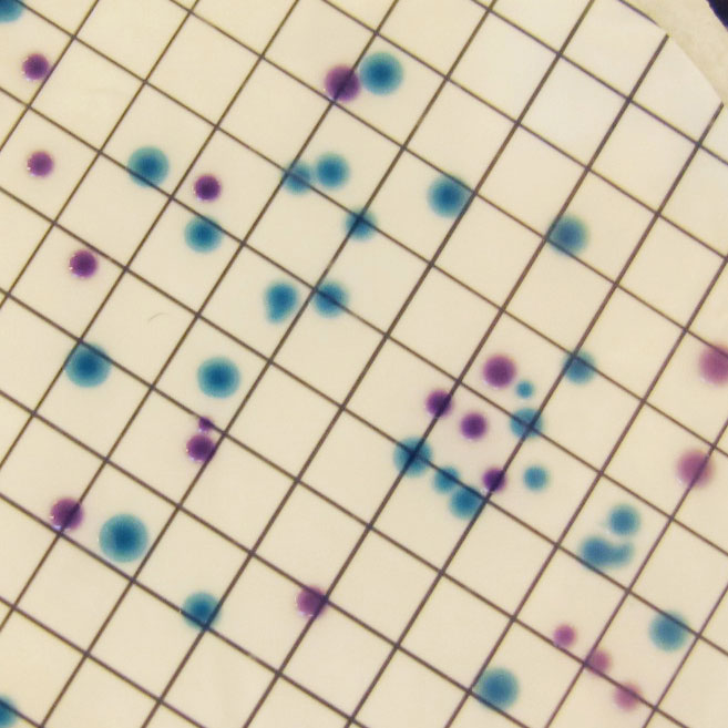 CHROMagar Liquid ECC. Medio de cultivo cromogénico ´líquido para la detección de Coliformes y E.coli con el uso de placas con almohadilla.