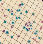 CHROMagar™ Liquid ECC. Chromogenic medium for the simultaneous detection and enumeration of ß-glucuronidase positive E.coli and coliforms in water samples.