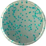 CHROMagar E. coli. Chromogenic culture medium for the detection and enumeration of E. coli.
