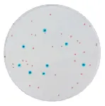 CHROMagar™ Enterobacteria