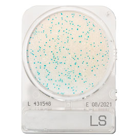 CompactDry™ LS for Listeria species&#x0D;
