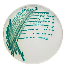 CHROMOGENIC MEDIA CHROMagar™