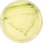 Algae Agar