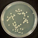 Antibiotic Medium A pH 6,6 (Eur. Pharm.)