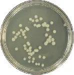 Antibiotic Medium A pH 6,6 (Eur. Pharm.)