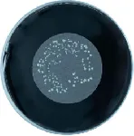 BCYE Legionella Agar Base
