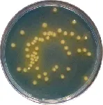 CLED Agar