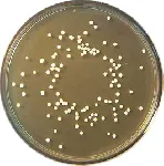 Chloramphenicol Glucose Agar (CGA)