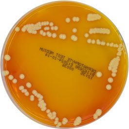 Dermatophytes Selective Agar Scharlab