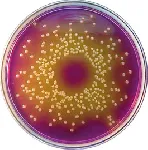 Dextrose Tryptone Purple Bromcresol Agar