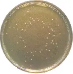 Microbial Content Test Agar