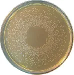 Bile Esculin Modified Agar