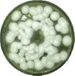 Malt Extract Agar No. 1