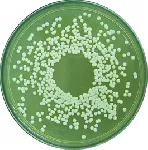 Malt Extract Agar No. 3
