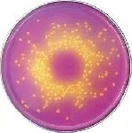 Glucose Bromocresol Purple Agar &#x0D;