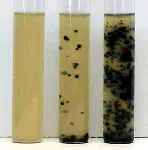 Iron Sulfite Modified Agar &#x0D;