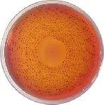 Kenner Fecal Agar (KF Agar)&#x0D;