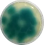 King A Agar (P Agar) &#x0D;