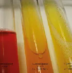 Lactose Gelatin Medium