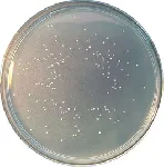 Letheen Modified Agar