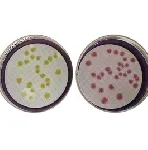 m-CP Agar Base