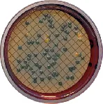 Fecal Coliforms Agar (m-FC Agar)