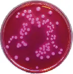 MacConkey Agar (Eur. Pharm.)