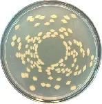 Marine Agar