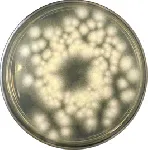 Wort Agar