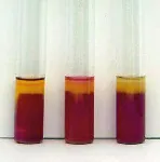 Motility Indol Ornithine Fluid Medium (MIO)