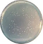Nutrient Agar