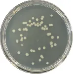 Nutrient Agar (APHA, ISO)