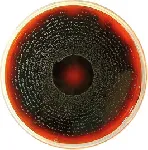 Palcam Agar Base