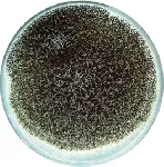 Potato Dextrose Agar (Eur. Pharm.)