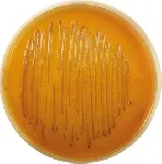Sorbitol Bile Broth
