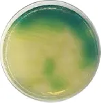 Pseudomonas Agar Base (ISO)
