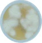 Sabouraud Chloramphenicol Agar