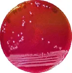 Selenite Broth Base